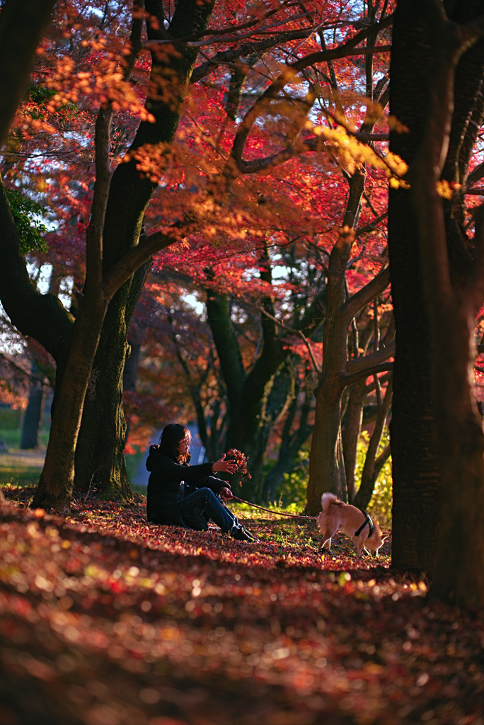 岡崎東公園_紅葉