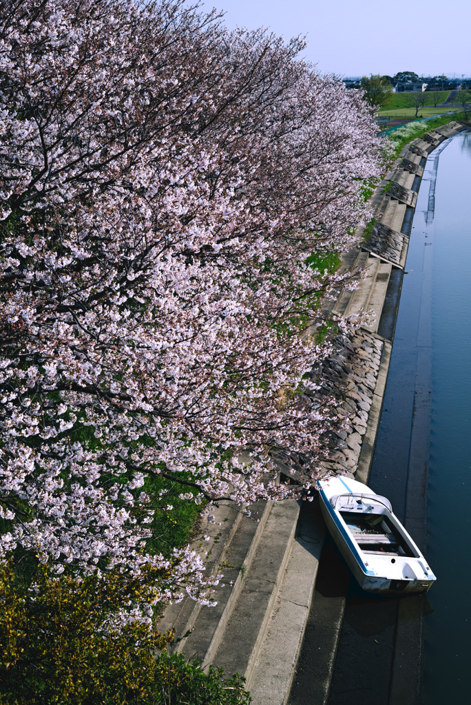 桜ボート