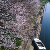 桜ボート