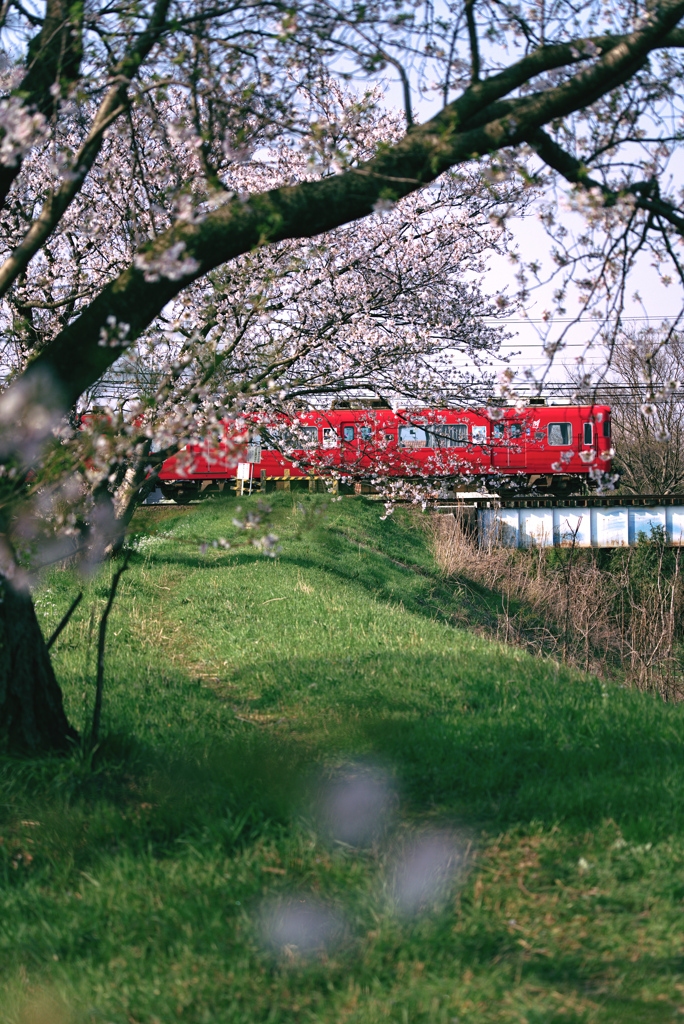 桜赤電