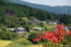 山里に咲く