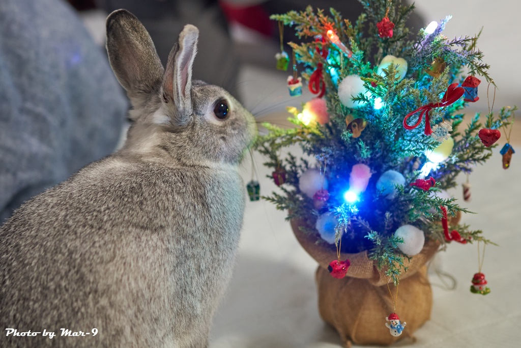 きらきらのクリスマス