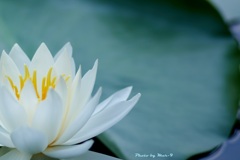 白い花