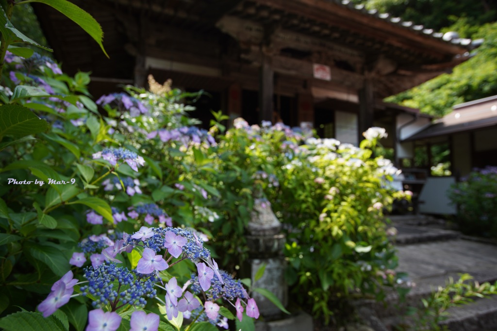 紫陽花と山寺