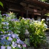 紫陽花と山寺