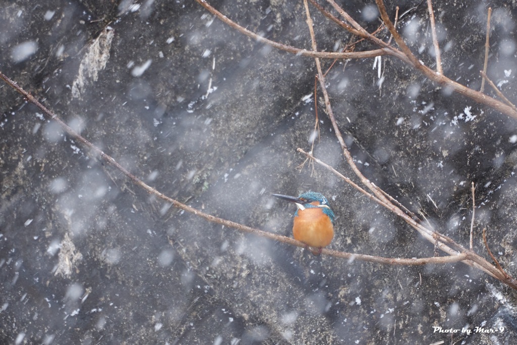 雪にも負けず