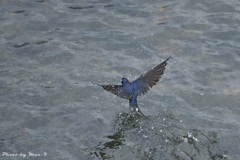 水面タッチ