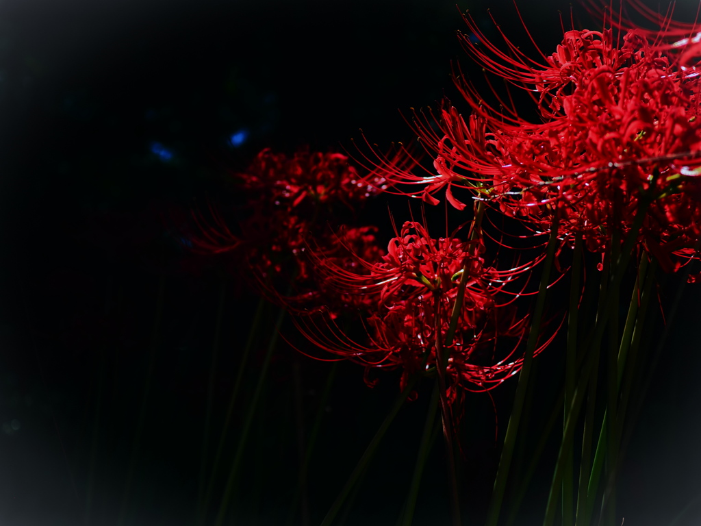 真紅の群生