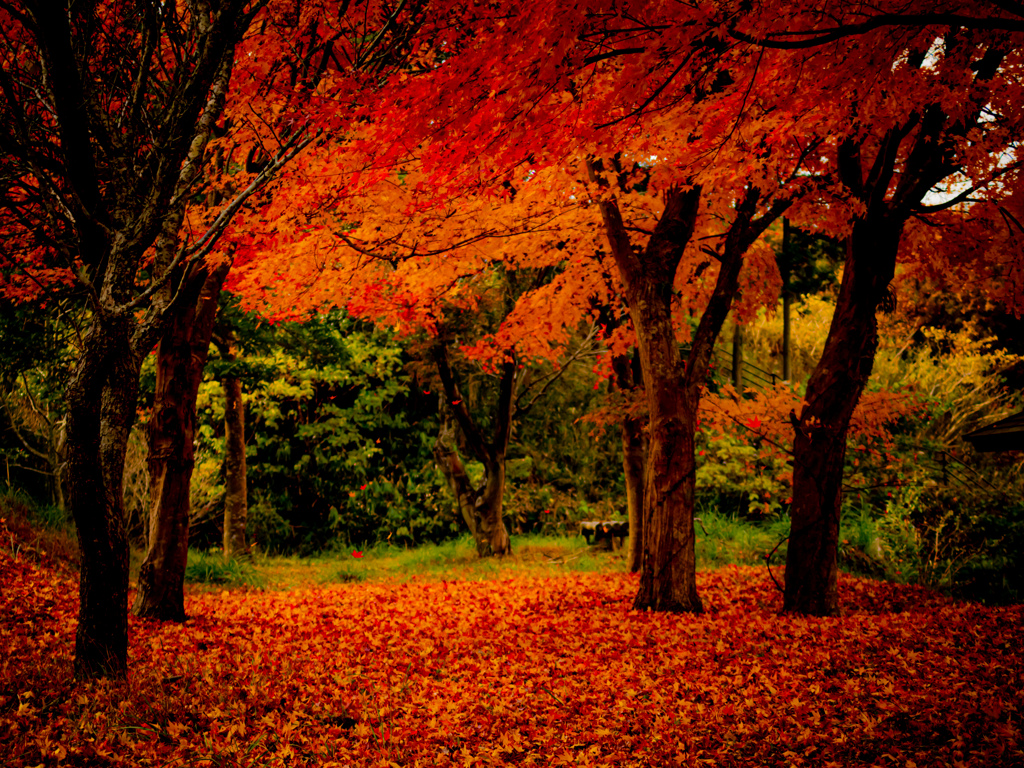 紅葉の帳