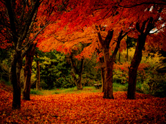 紅葉の帳