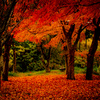 紅葉の帳
