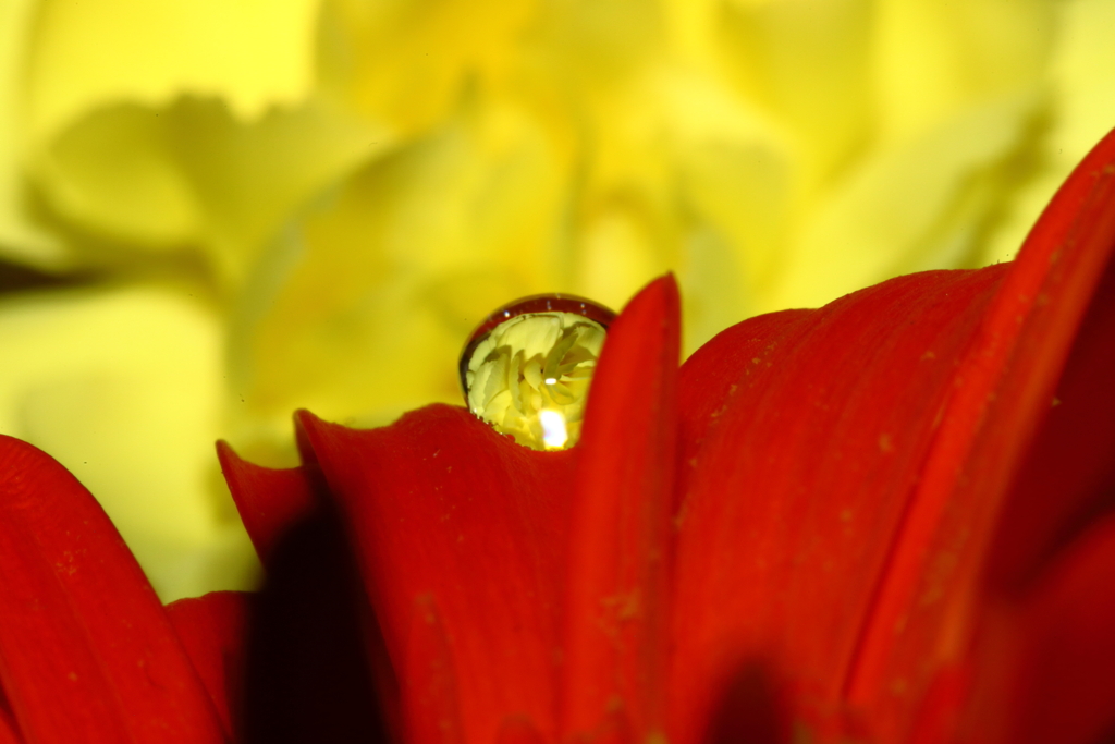 雫に咲く花