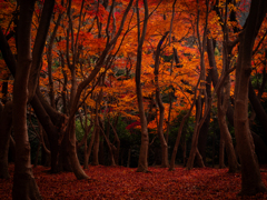 紅の終幕