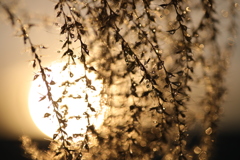 雨上がりの夕暮れ