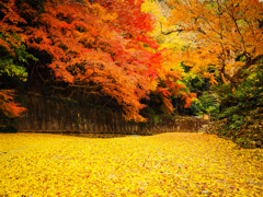 冬紅葉、黄金色の川