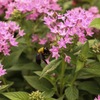 クマバチと花
