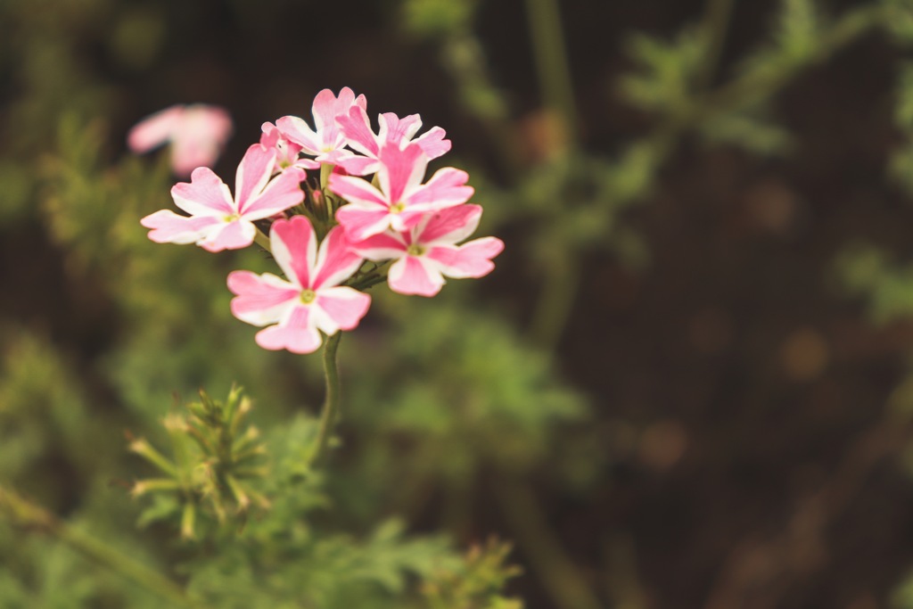 名も知れぬ花