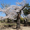 舞鶴公園の桜