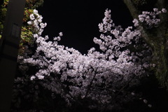 東公園　夜桜