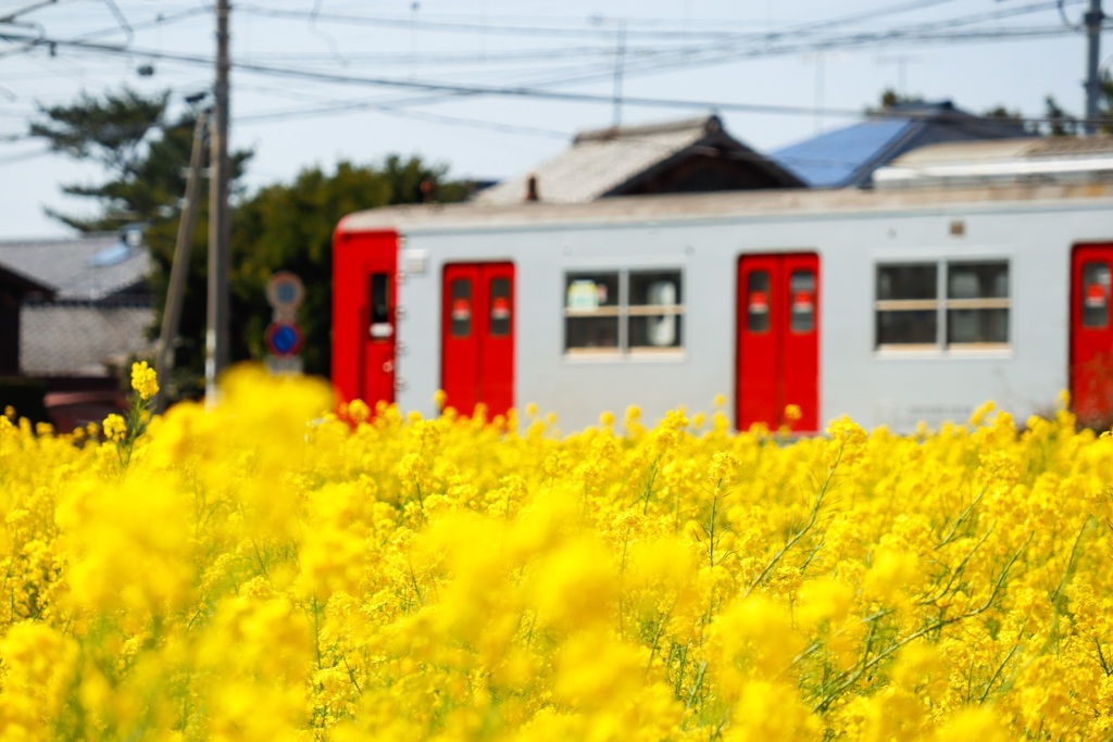 筑肥線×菜の花