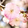 舞鶴公園にて