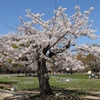 舞鶴公園の桜