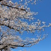 晴天の桜