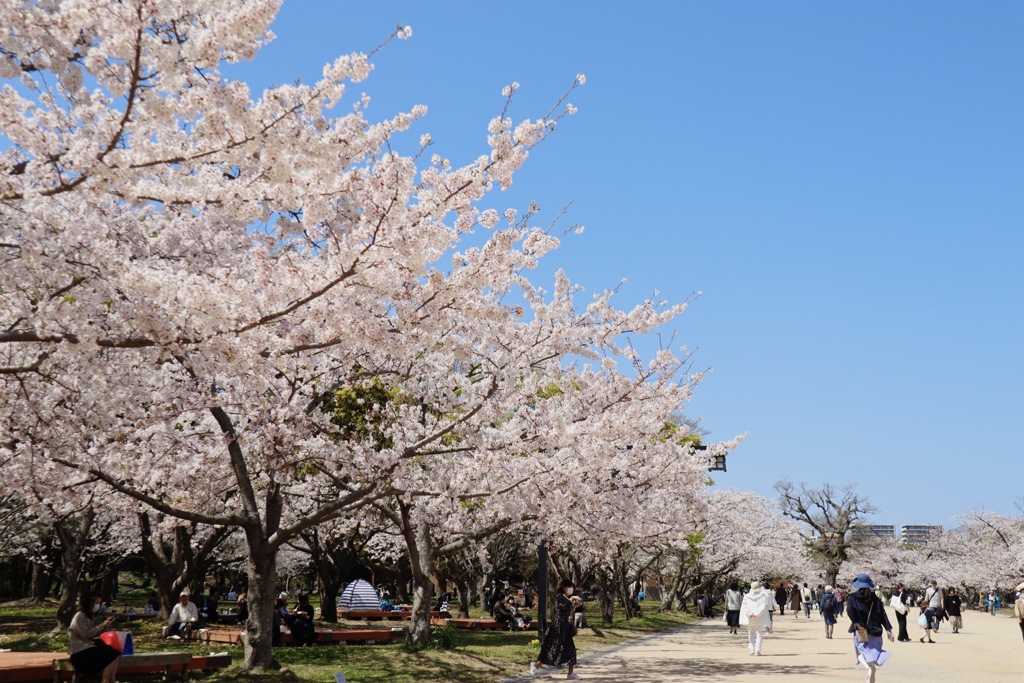 舞鶴公園の桜