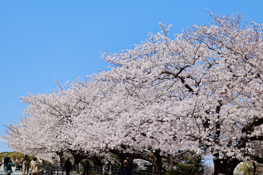 舞鶴公園の桜