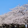 舞鶴公園の桜