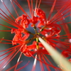彼岸花