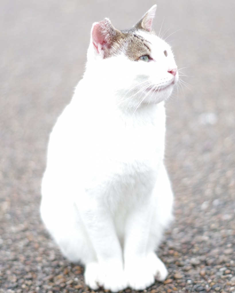 神々しい