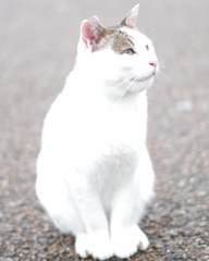 神々しい