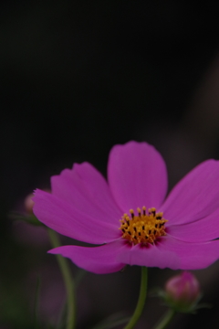 秋桜