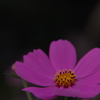 秋桜