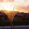 秋の夕暮れ