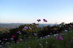 丘に咲く花