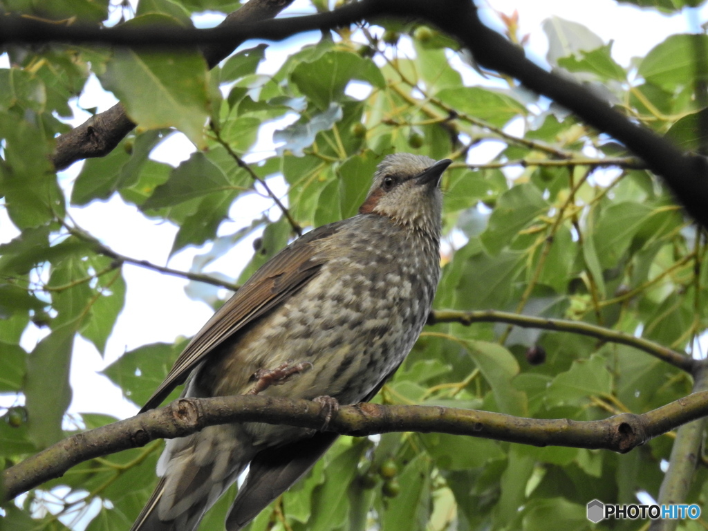 東京港野鳥公園