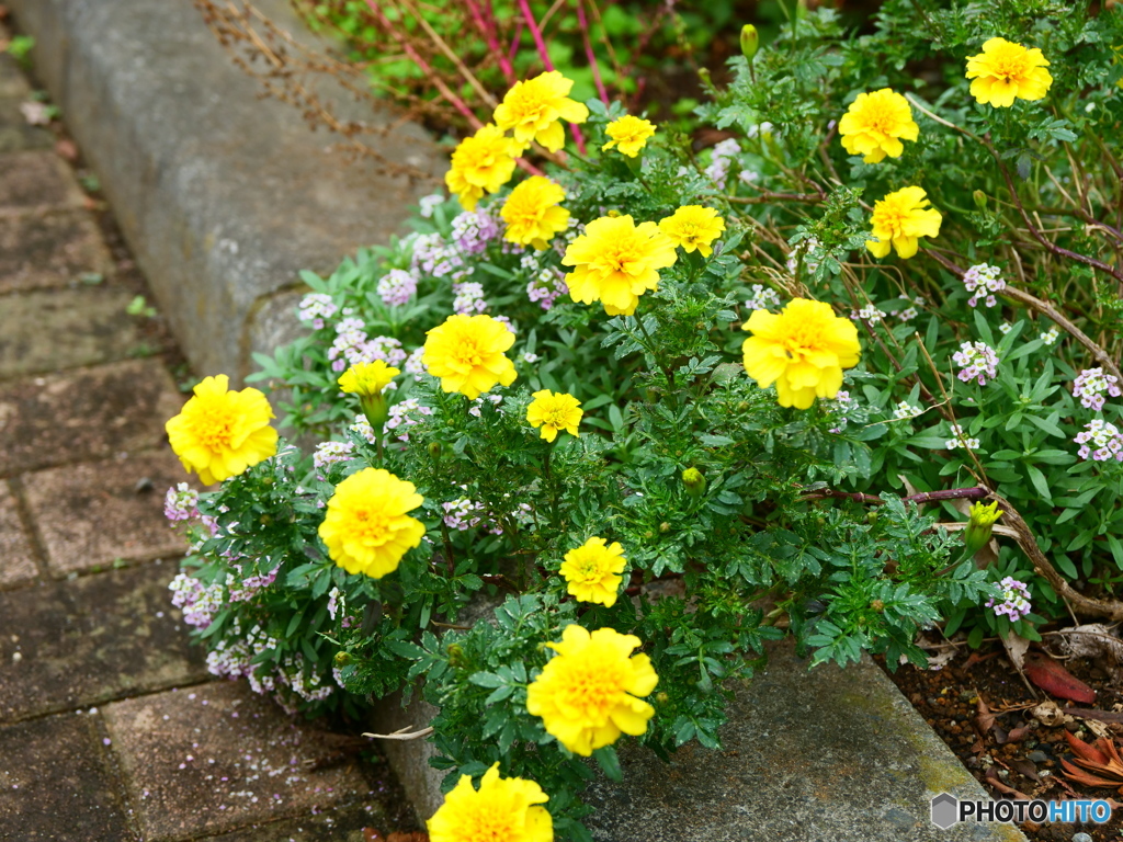 団地の草花