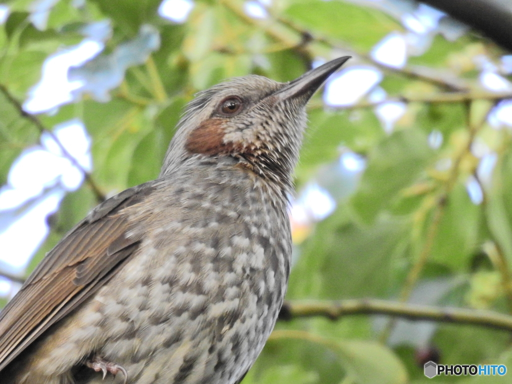 東京港野鳥公園