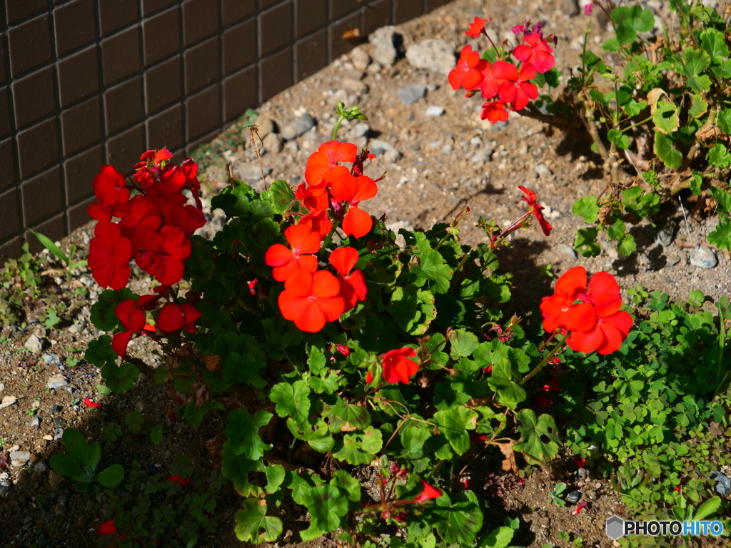 団地の草花