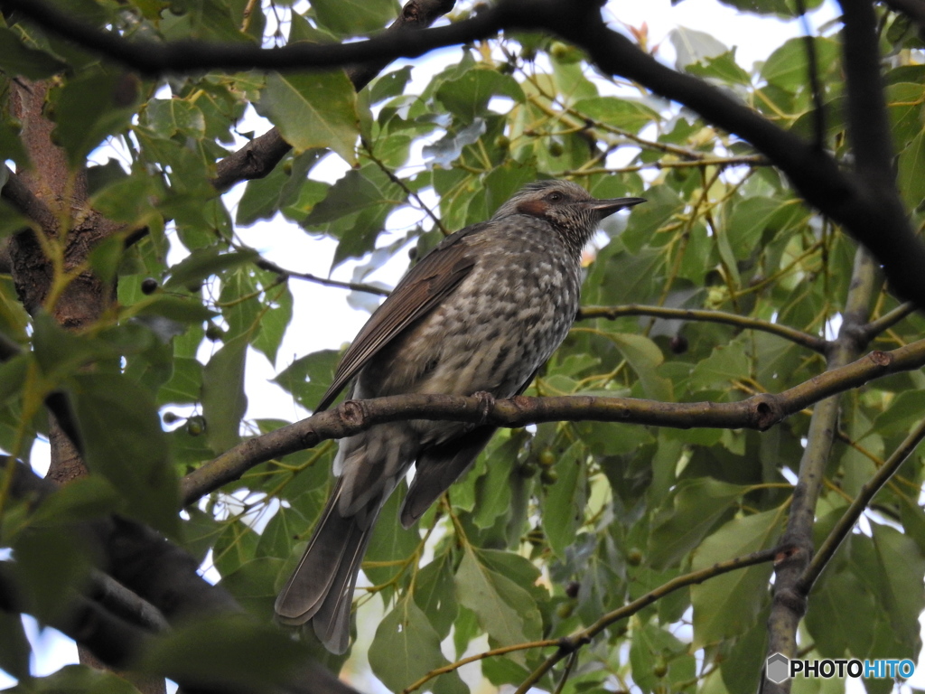 東京港野鳥公園