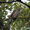 東京港野鳥公園