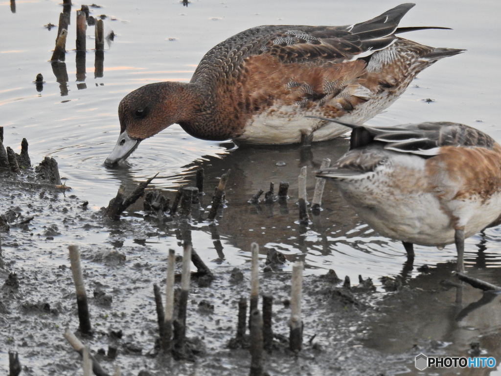 東京港野鳥公園