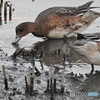 東京港野鳥公園