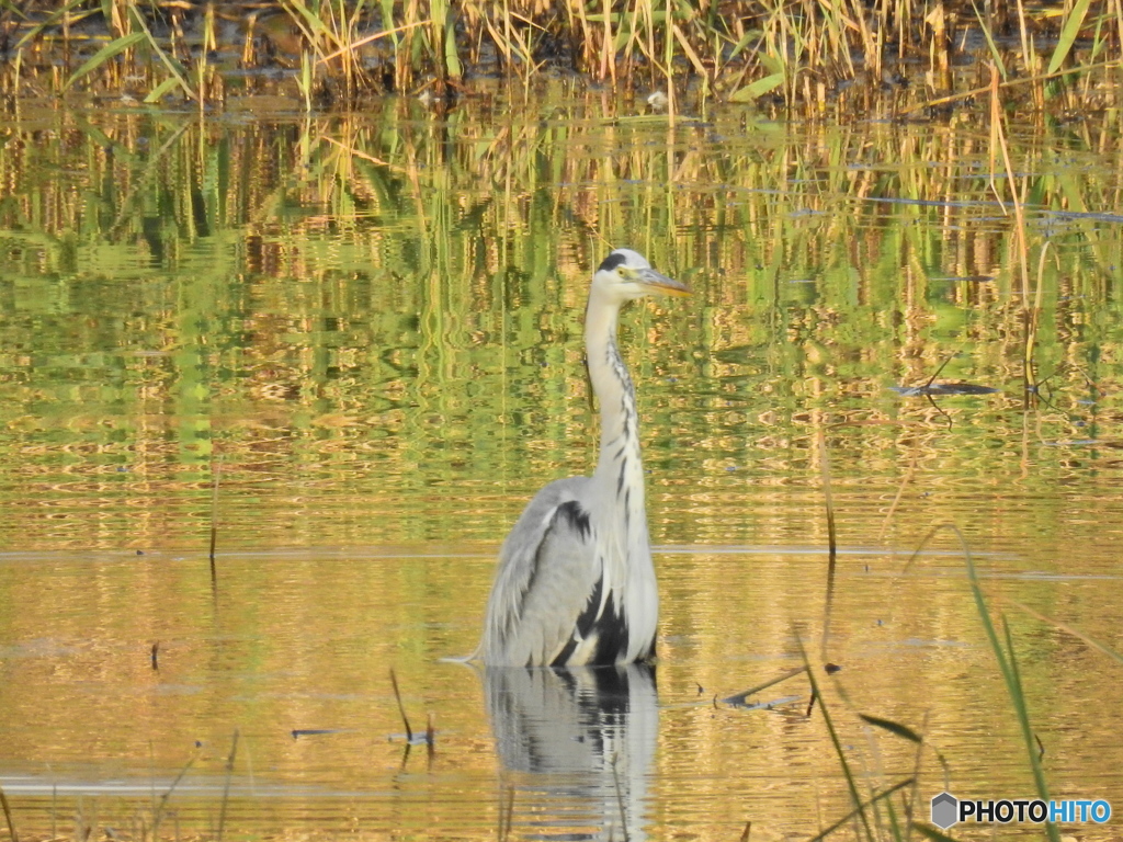 東京港野鳥公園