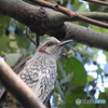 東京港野鳥公園