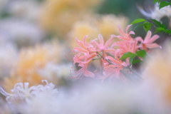 色とりどりの彼岸花