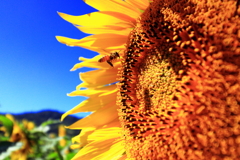 暑さに負けず