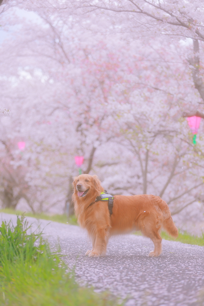 桜色